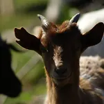 L'oasi Del Cervo Feriegård Arbus